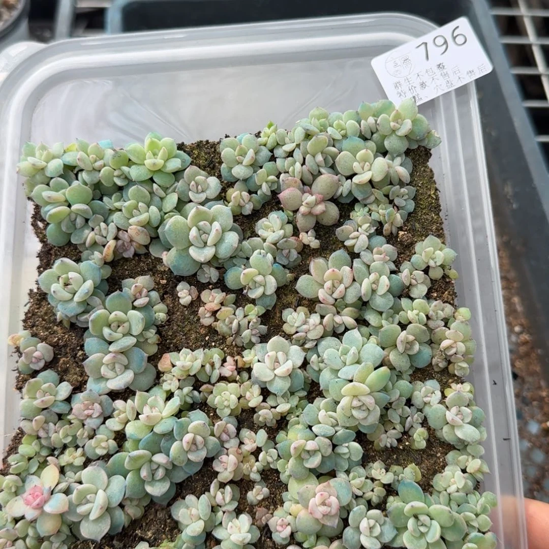 理***理如图796云芷切糕一份不售后