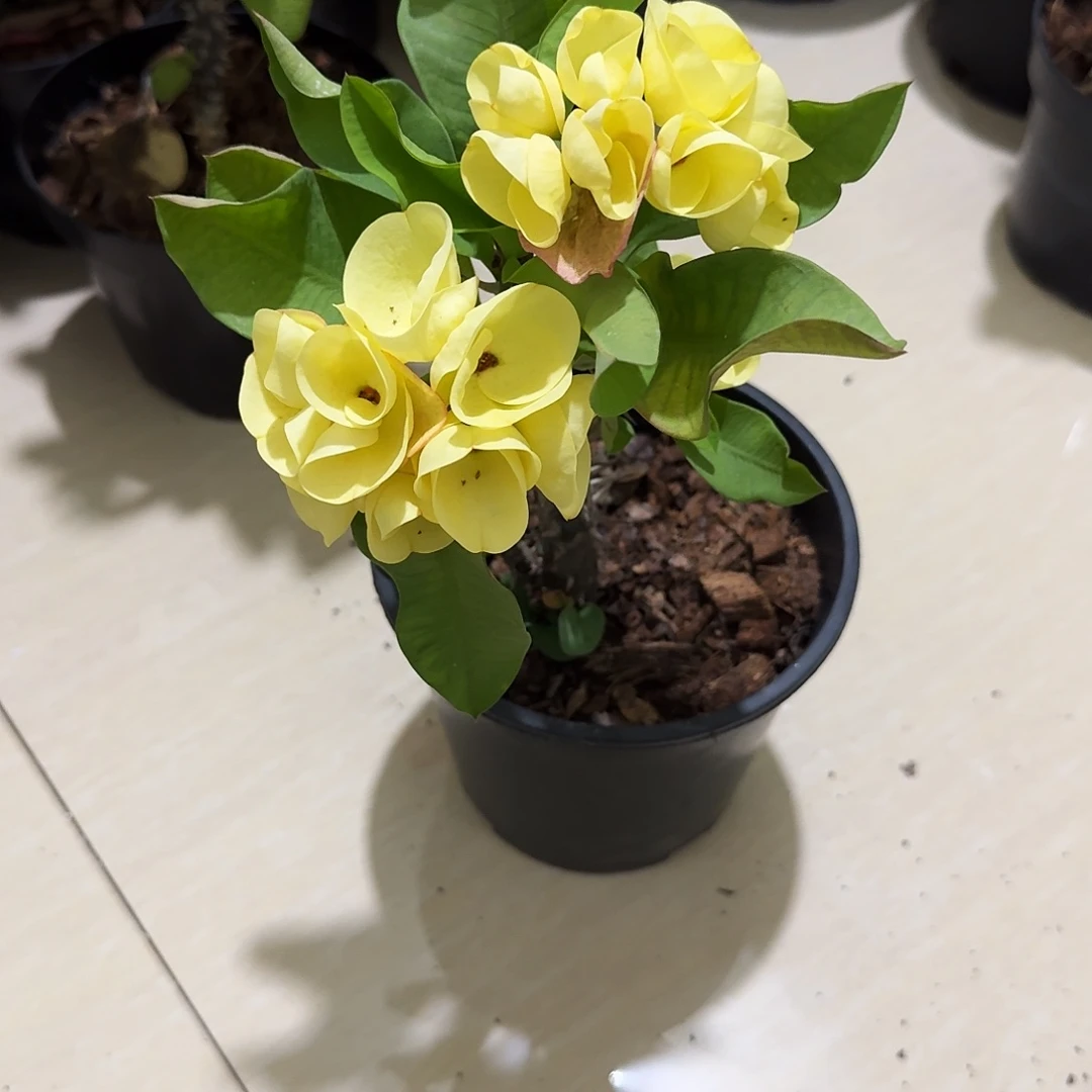 べ****完全开放金色画框直播间一物一拍