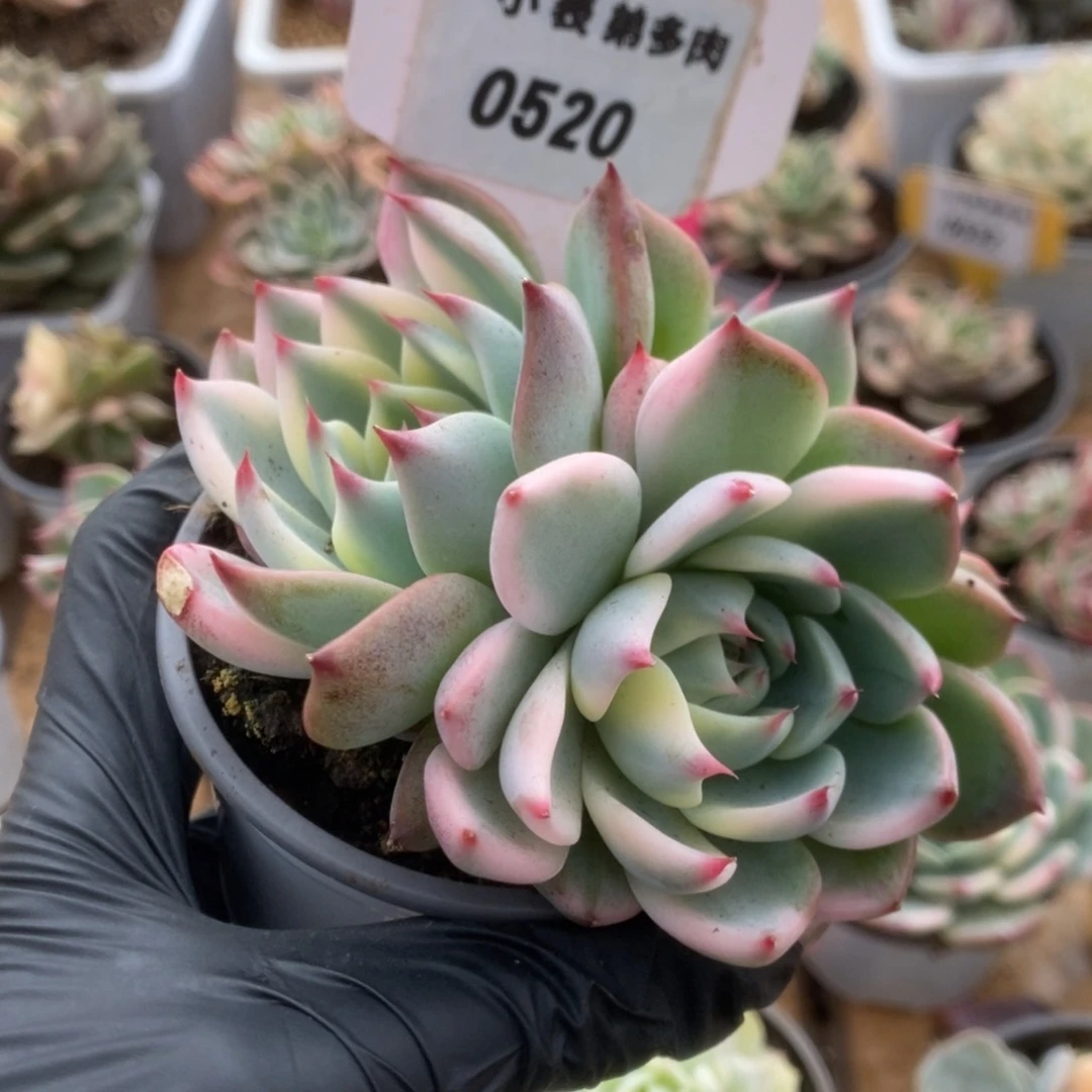 520吉娃娃锦锦锦锦锦锦