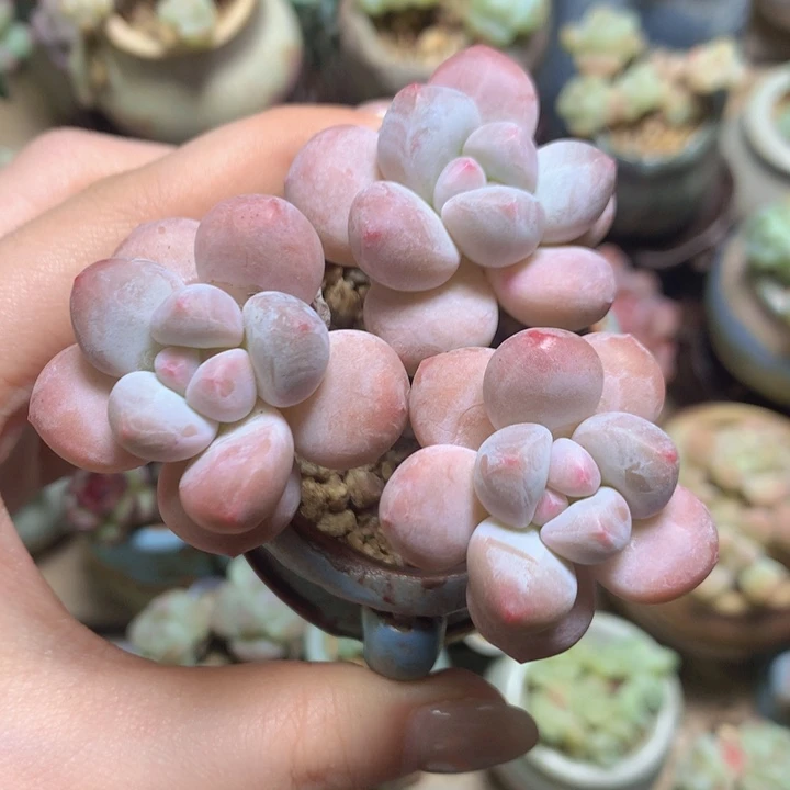 肥圆老香水粗木桩脱土发