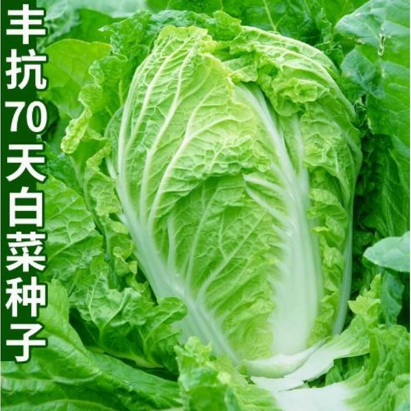 【全店任意选择5袋包邮】丰抗70大白菜种子：一包约500粒