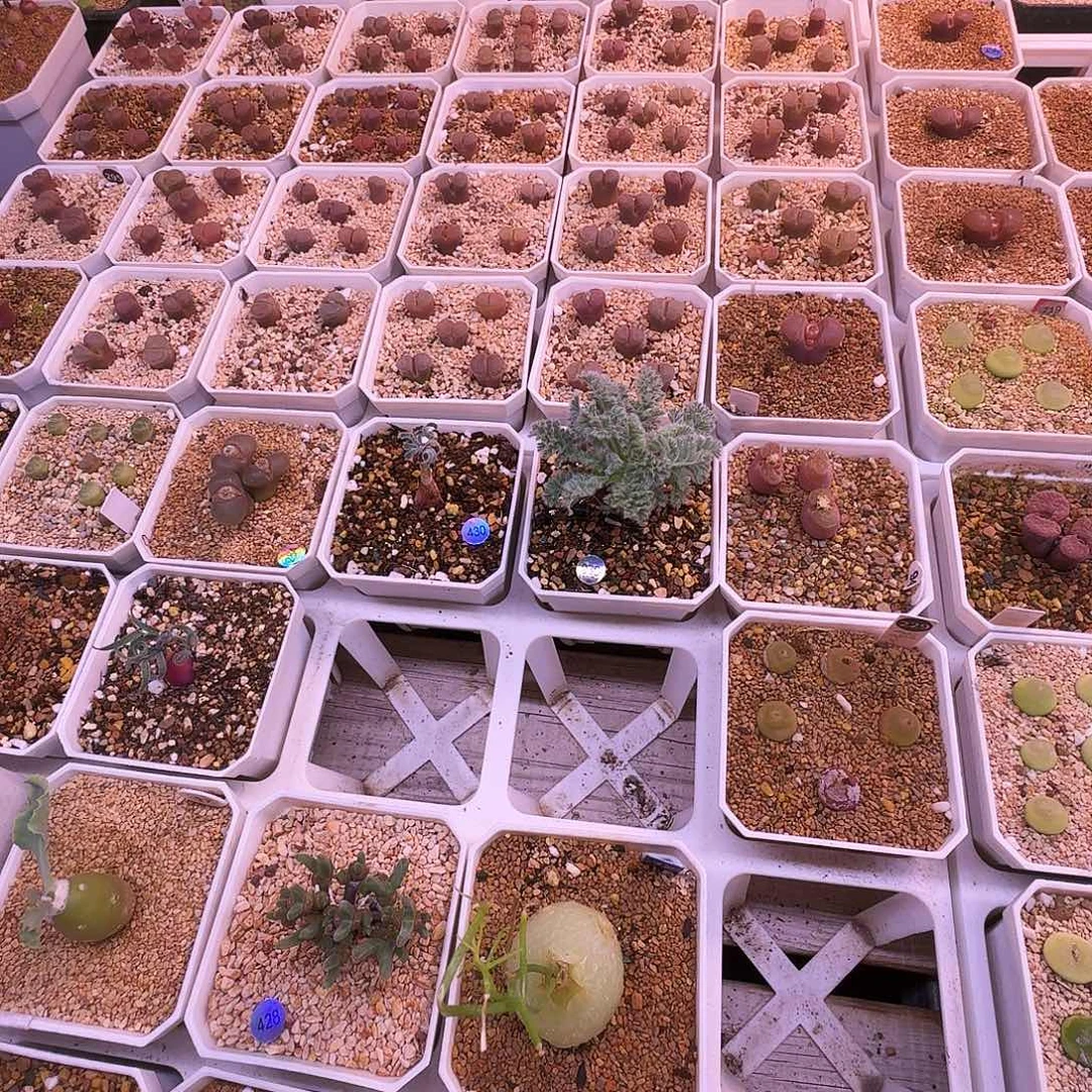 ***多肉植物福利风铃398