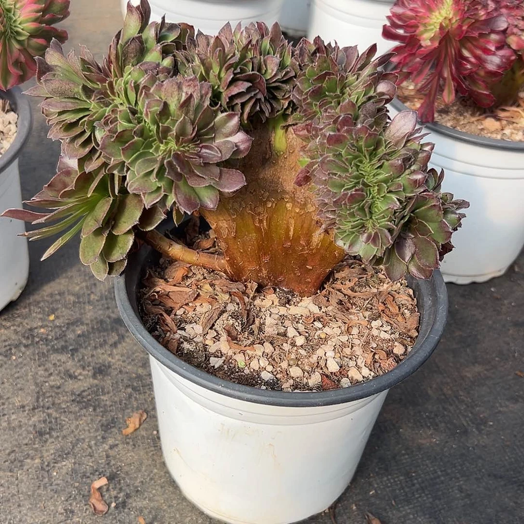 花月夜整版厚板老桩