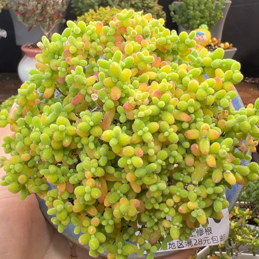 【闪购商品】dy6540精控蜜橘糖球冠幅8cm不含盆