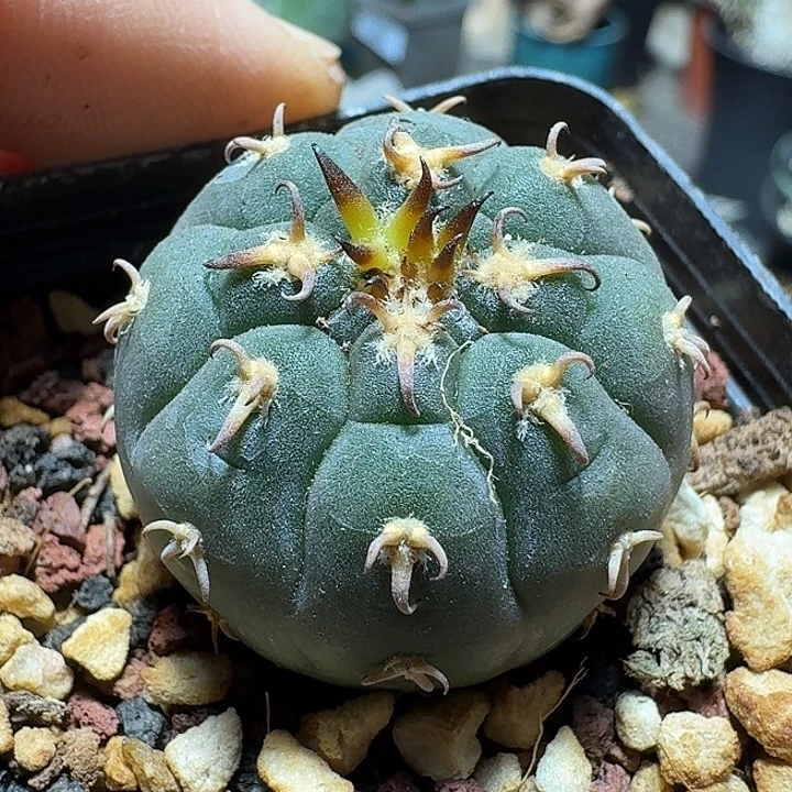 712猫爪实生脱土发货