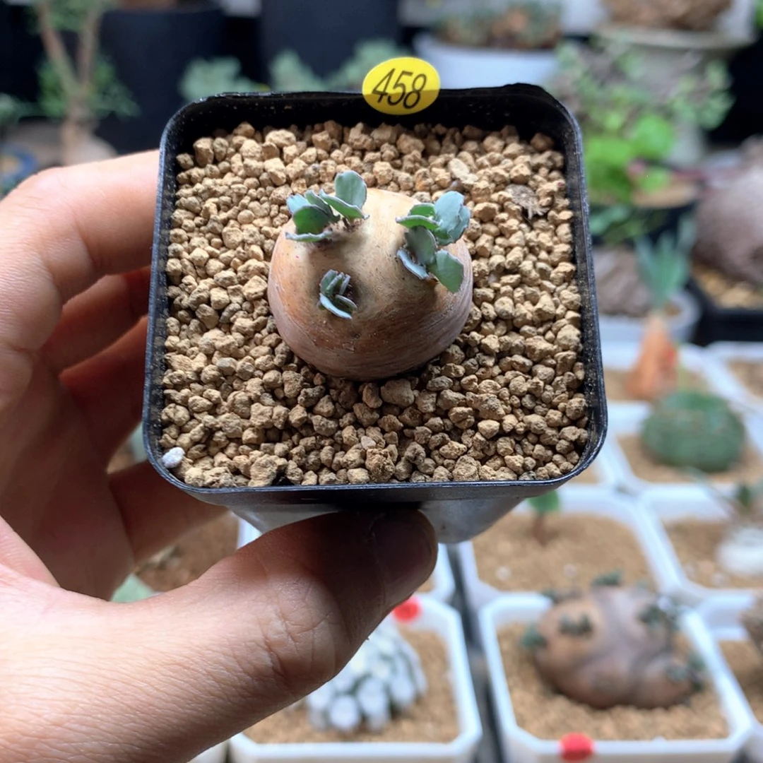 产地格加厚敦菊带盆