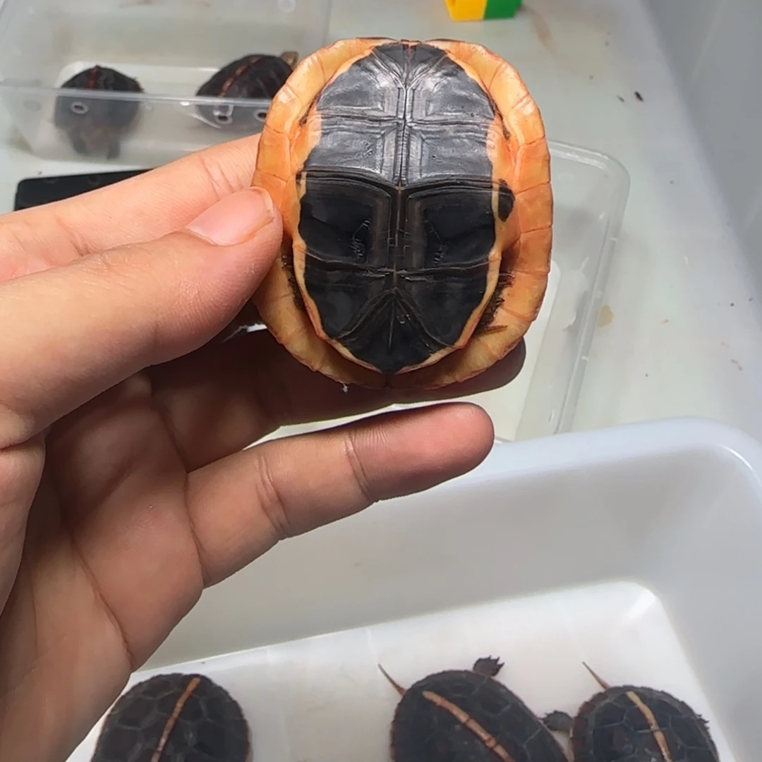 黄缘苗挑选黄缘苗
