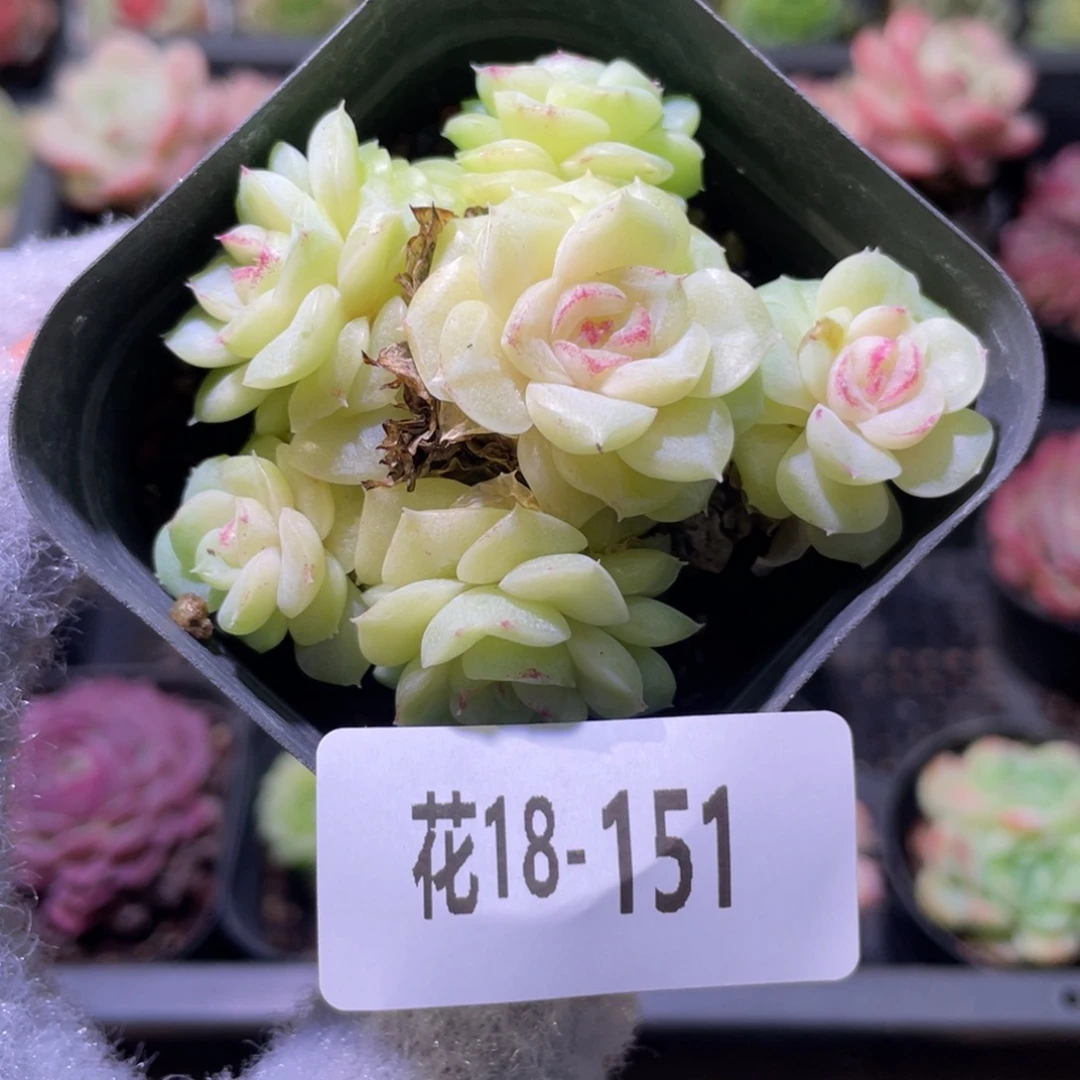 花利美18-151白天鹅