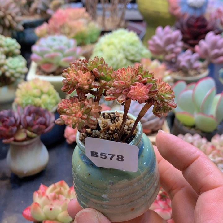 一物一拍含盆土满38包邮B578