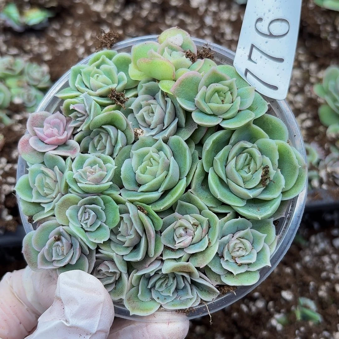 多肉植物多肉植物776