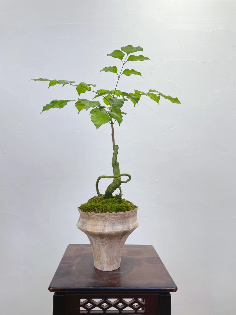 【幸福树】喜光耐旱观赏盆景顺丰包邮