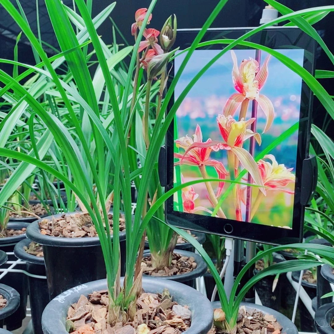 大部分花苞少量开放