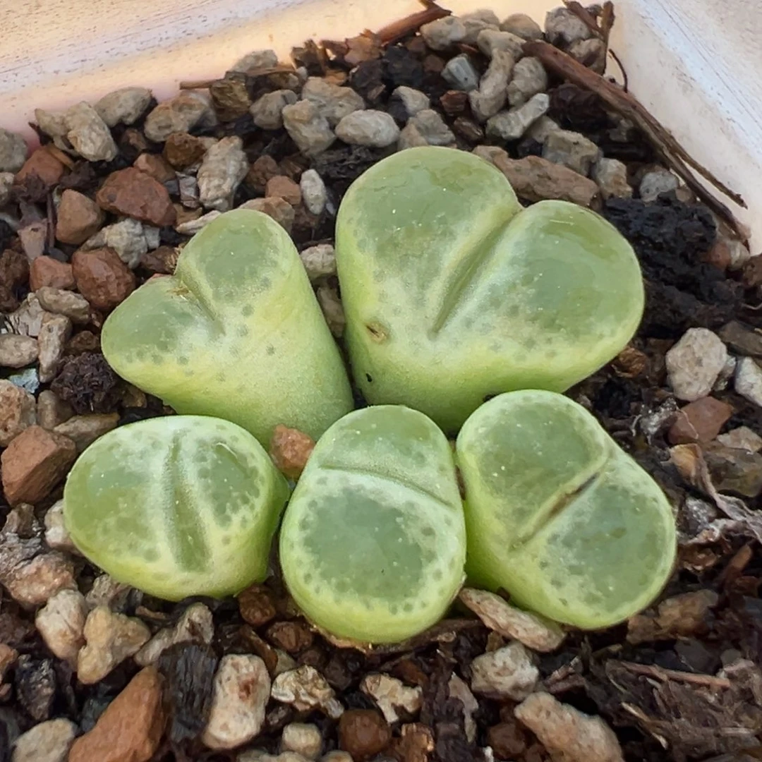 985多肉植物种类多样