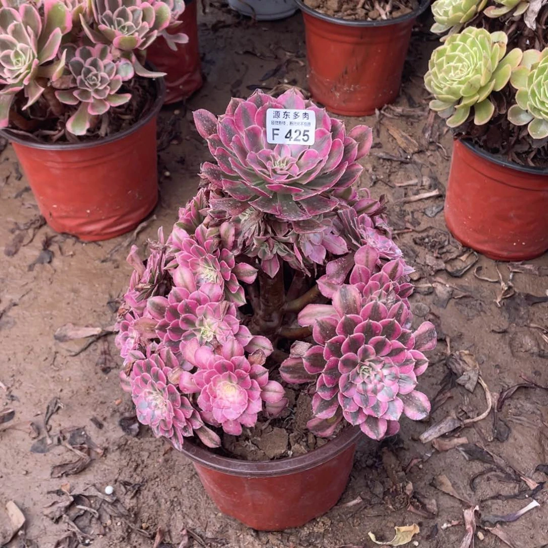 425铜壶锦多肉法师断枝不包