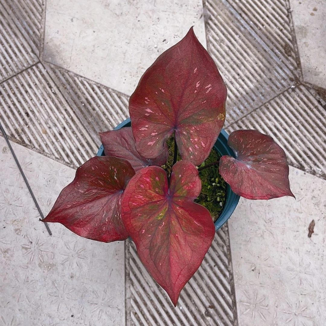 完全开放3371泰彩