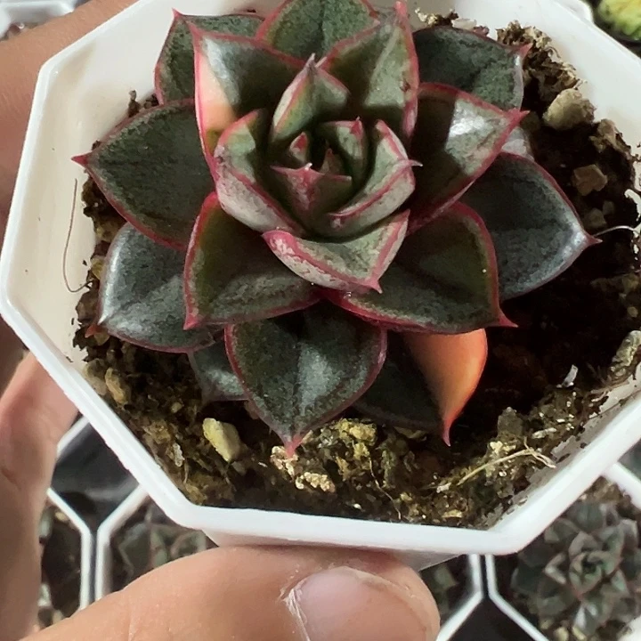 麒麟座精品多肉植物大战