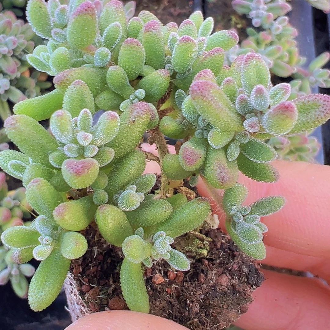 红宝石枝干苗3颗多肉