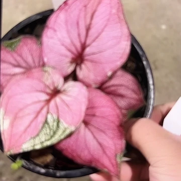 106-0303彩叶芋泰国发货多肉