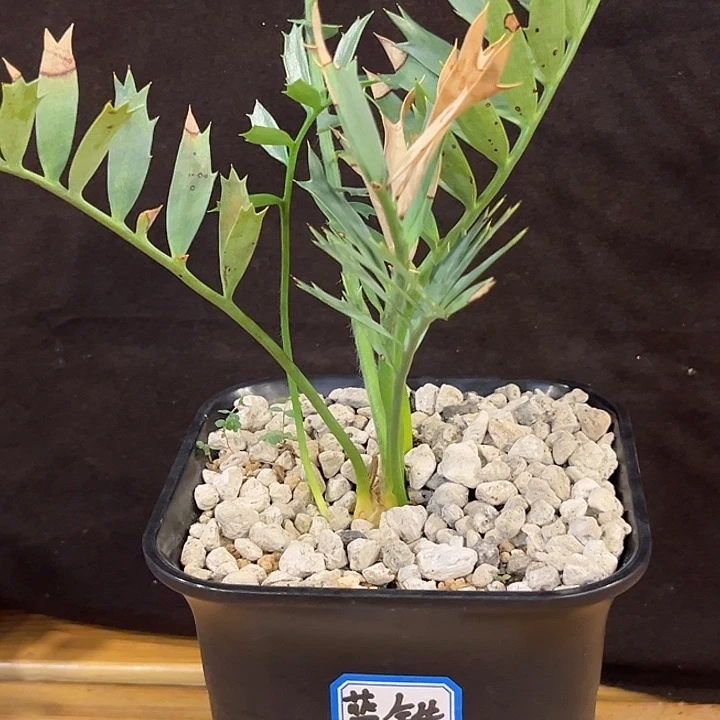 潮流植物蓝铁双头