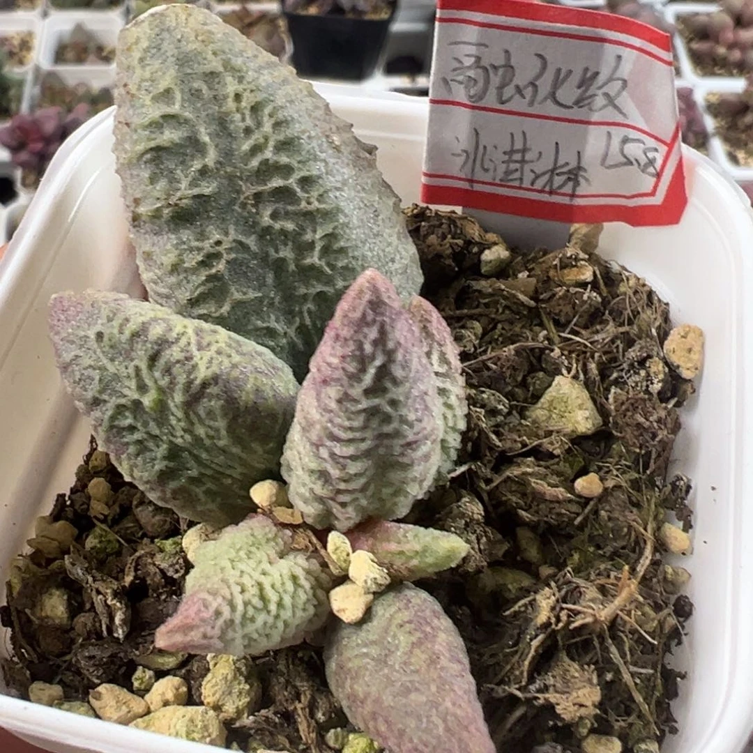 秋*融化纹冰激凌大苗纹路款有疤特价