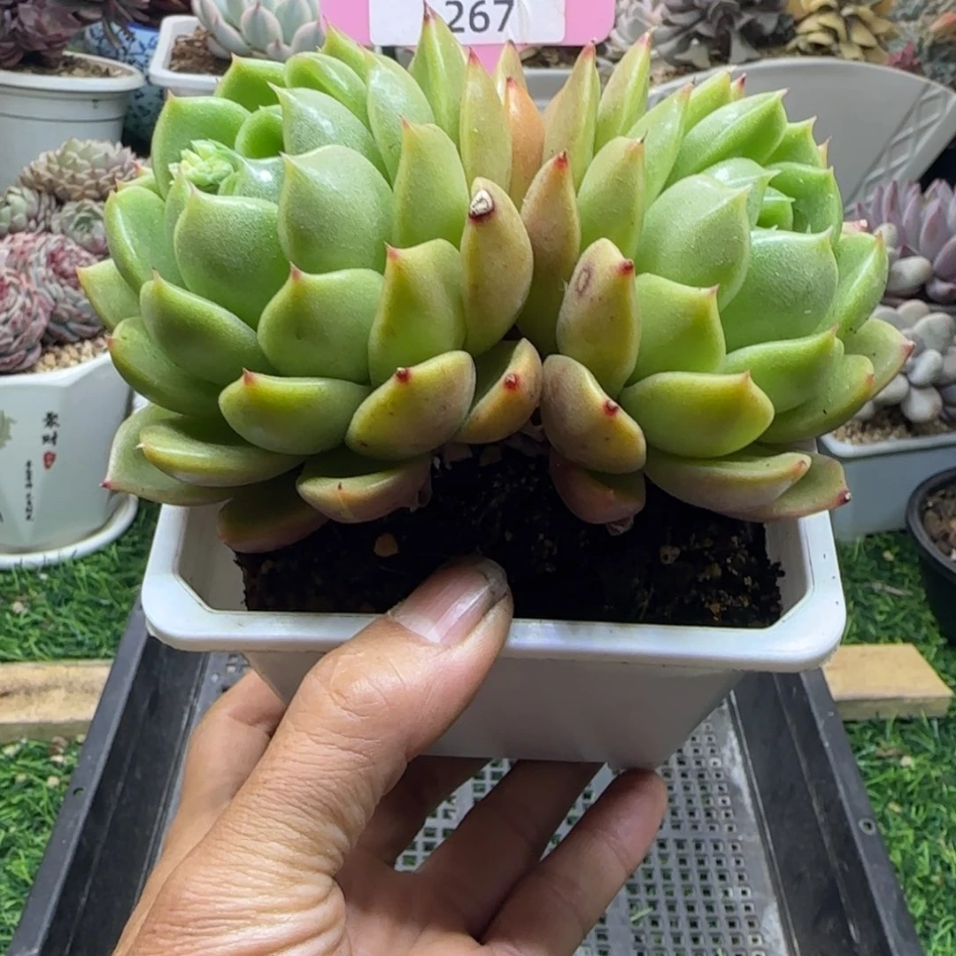 锦安精品多肉植物267