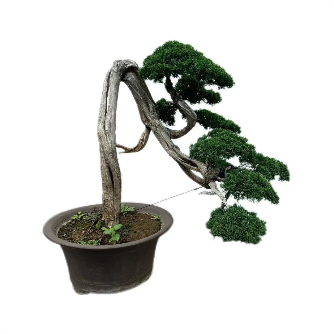 济州真柏怪状小精品榆树羊蹄甲