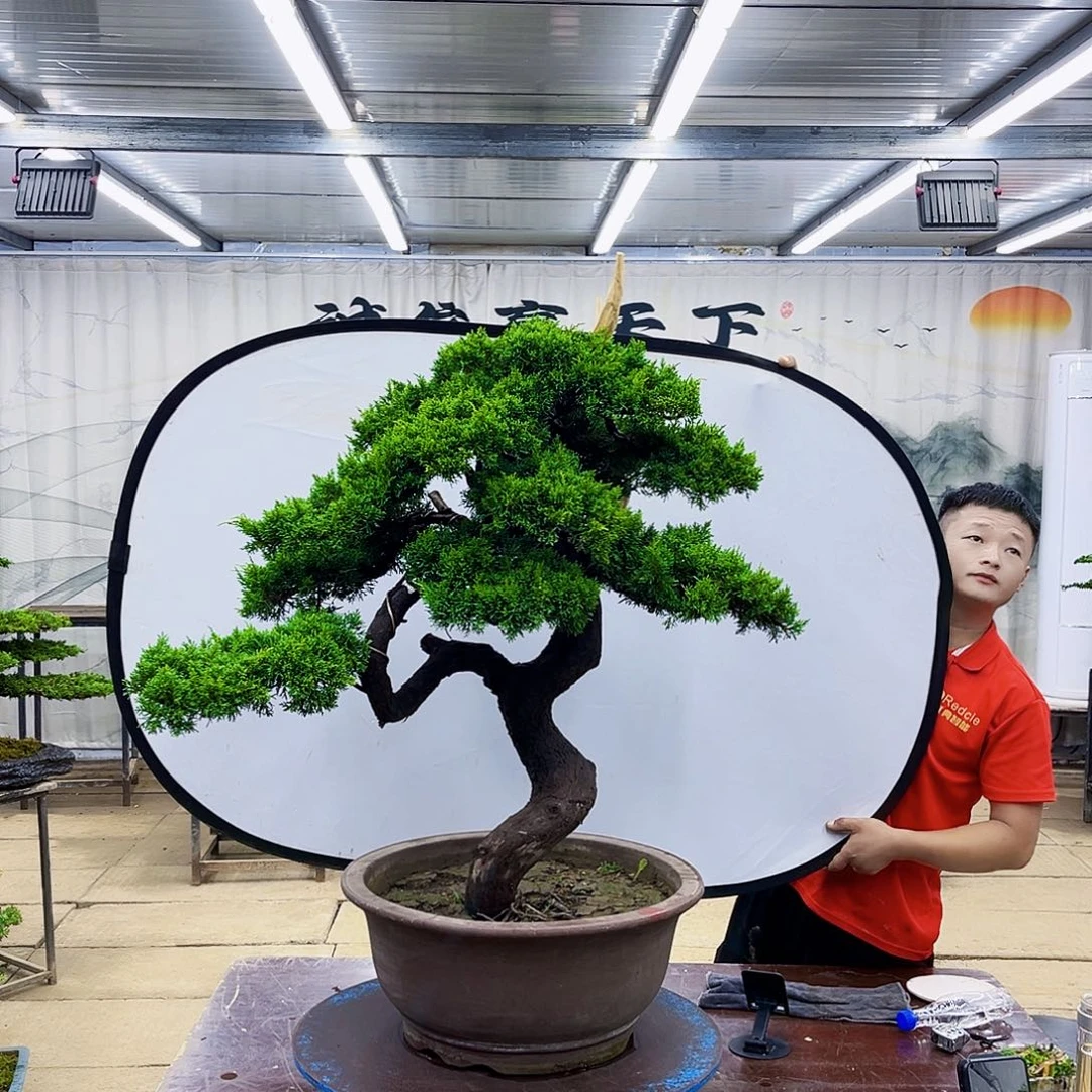 无花朵罗汉松盆景专场