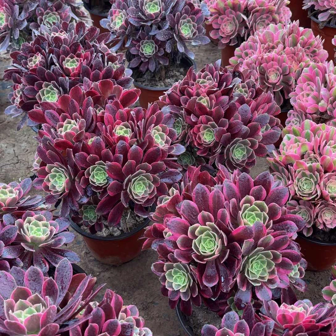 金丝雀绣球9.9多肉植物