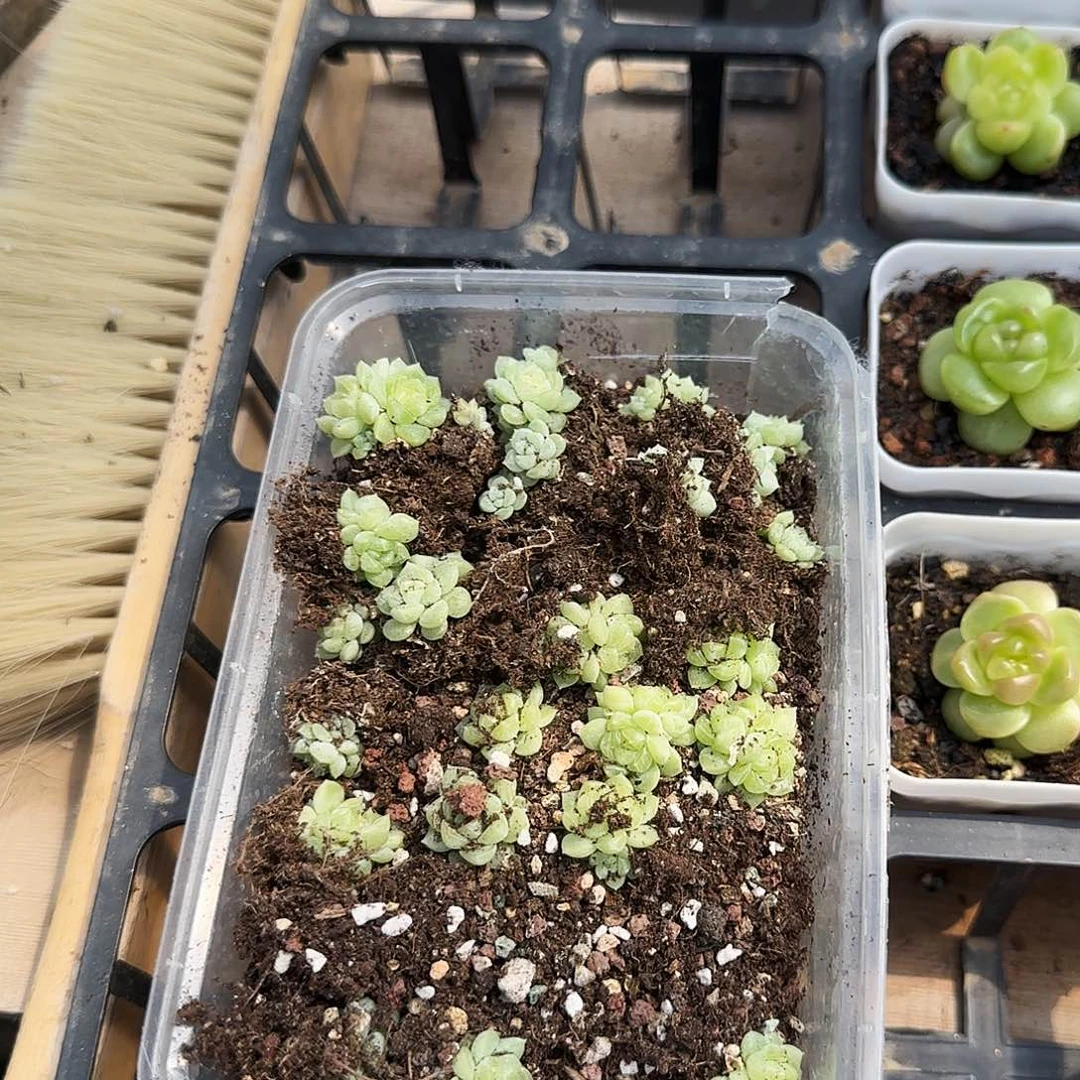 泼天状态切糕穴一个满25包邮