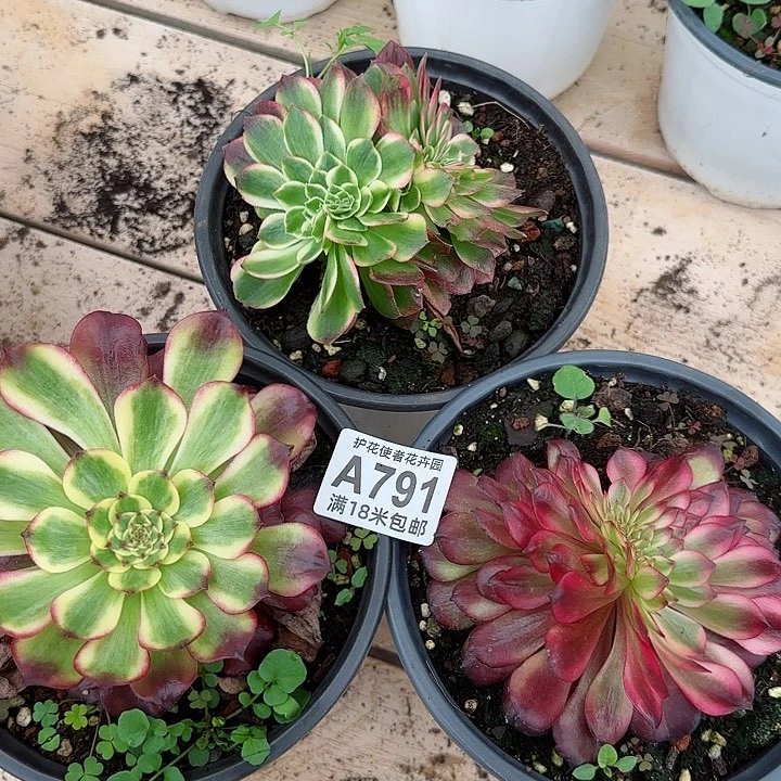 多肉法师淘宝福利