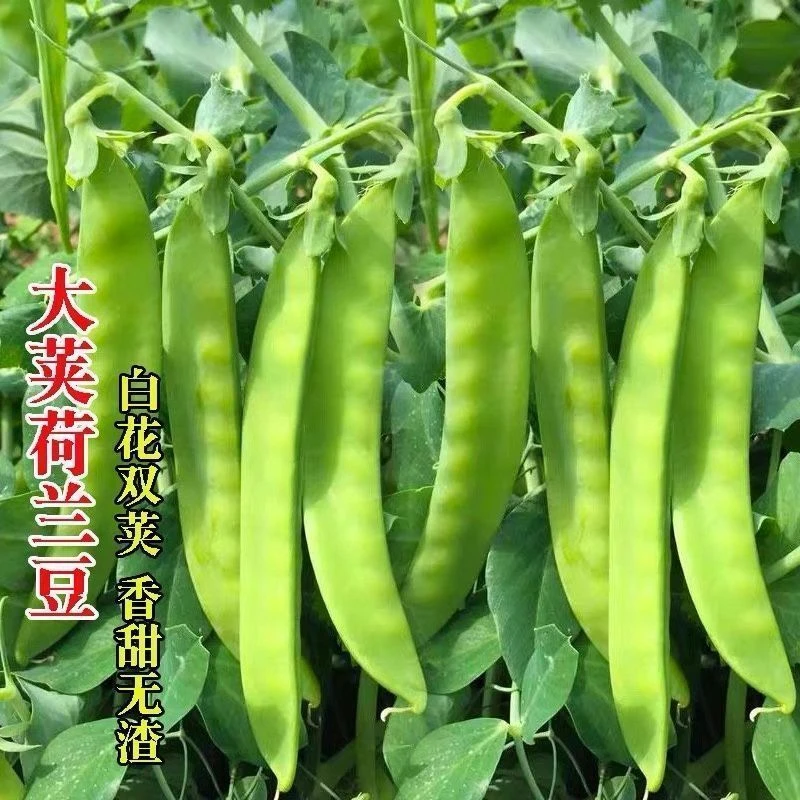【荷兰豆种子】优质新种大荚四季阳台盆栽双荚率高春秋高产蔬菜种籽