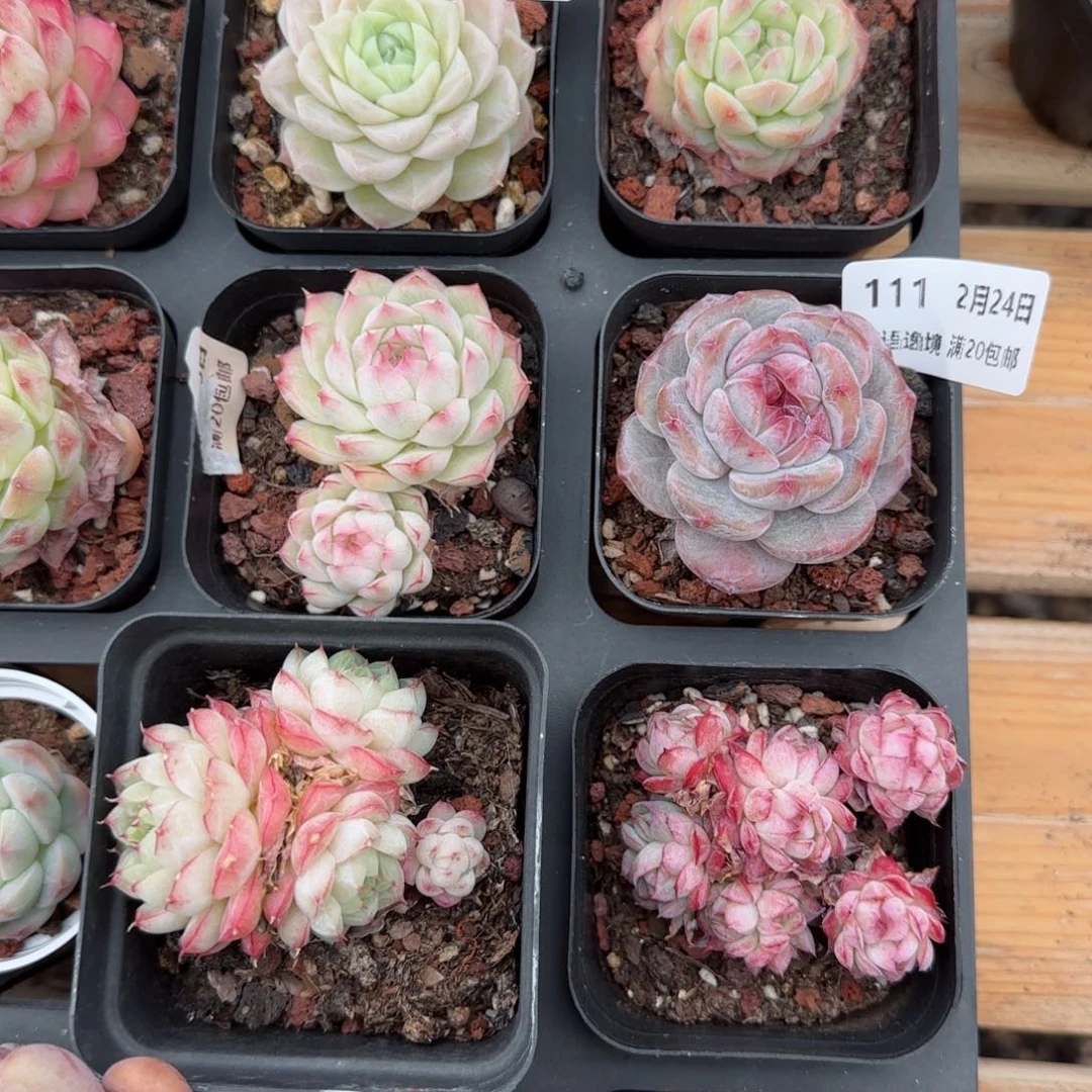 花语逸镜0224-111