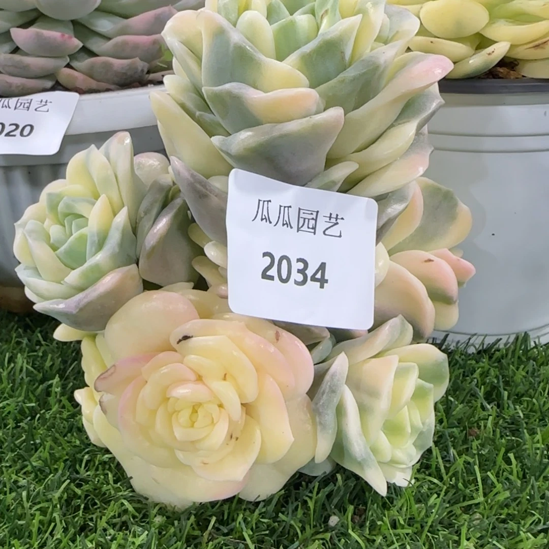 2034可爱玫瑰锦多肉植物的时候