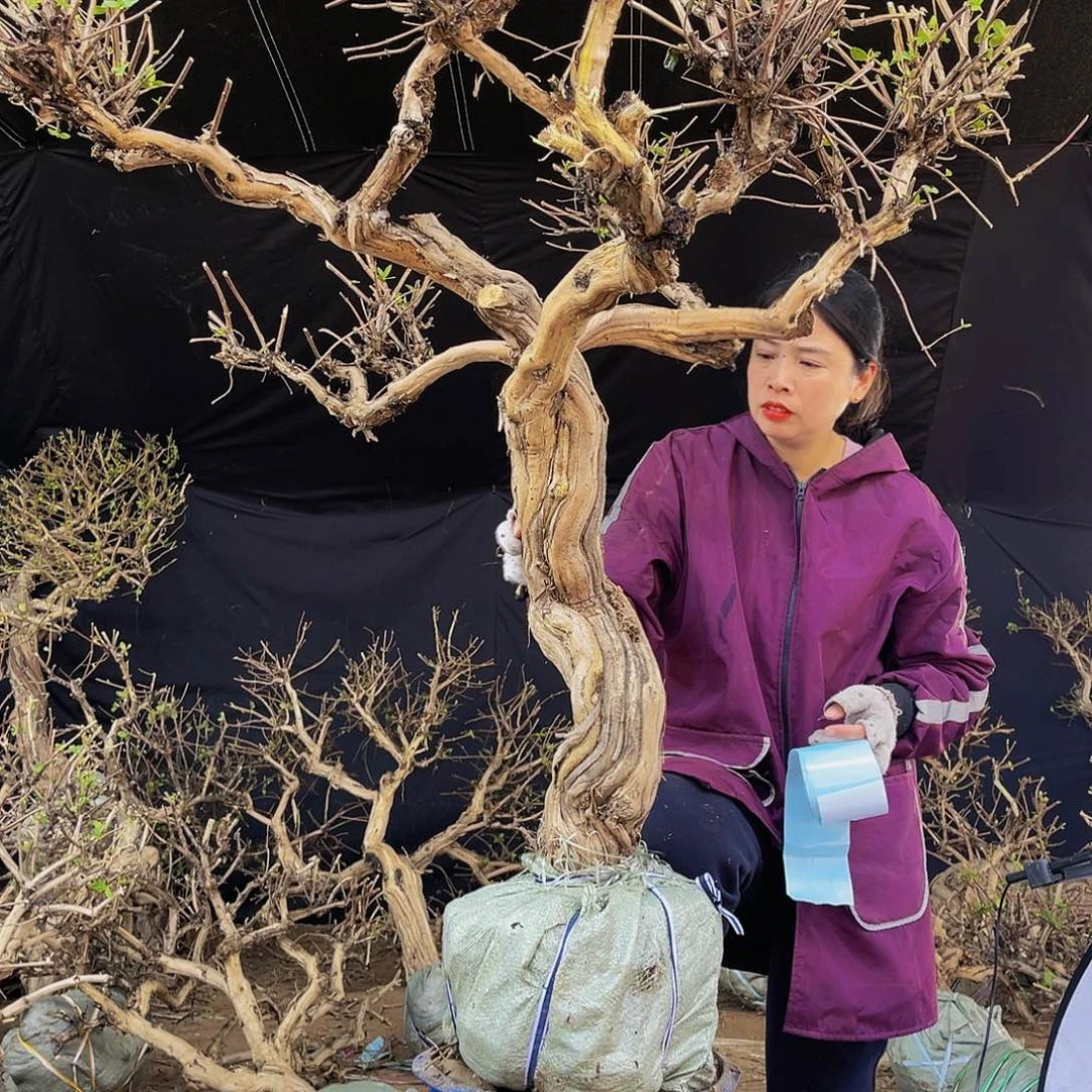 无花朵金银花的故事是一个人的