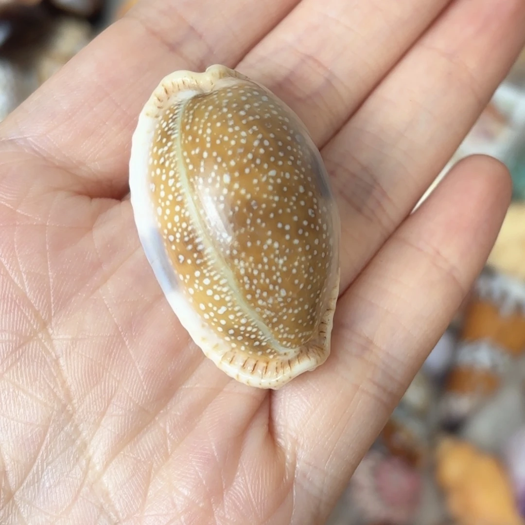 u***天然海螺特价福利