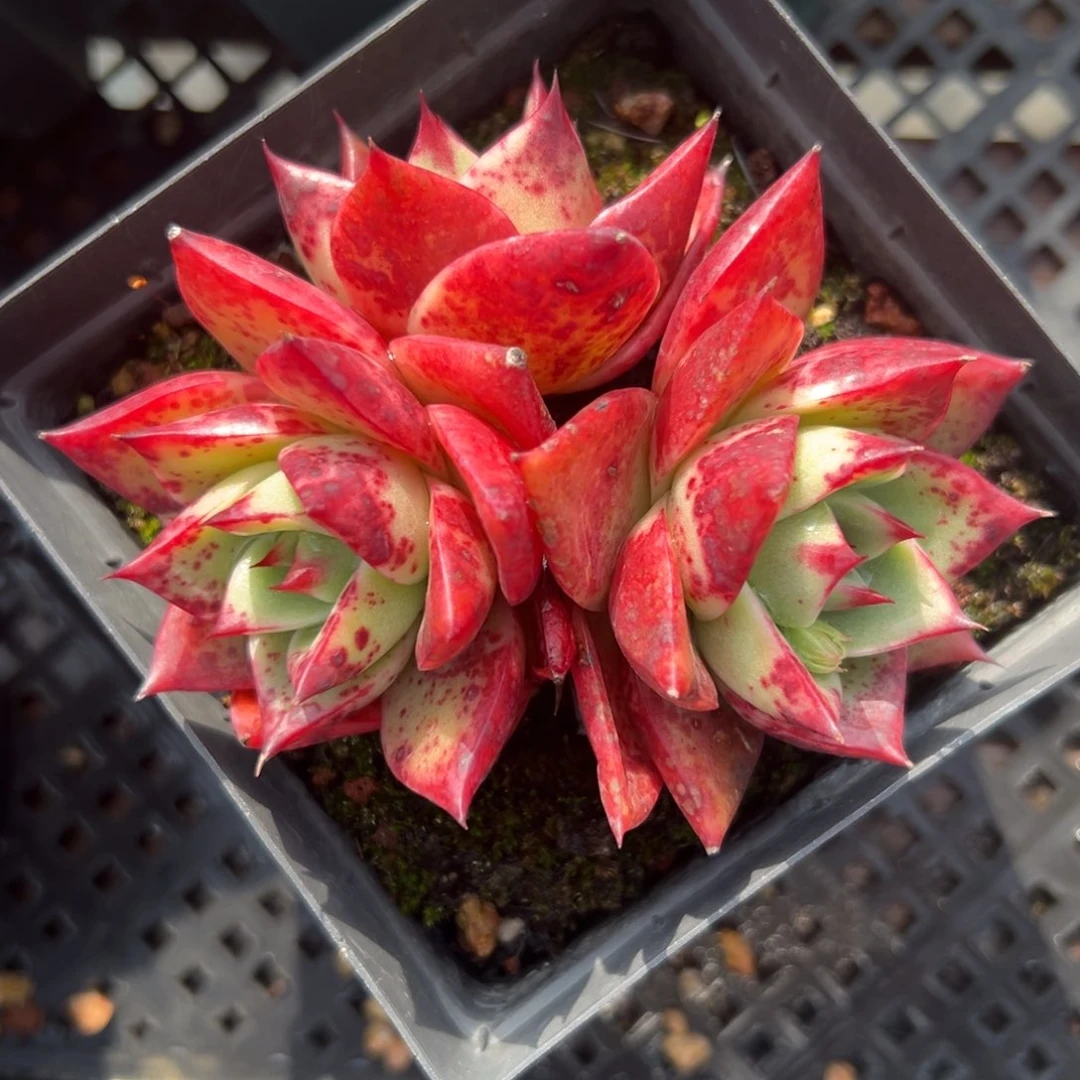 斯特拉精控多肉一物一拍