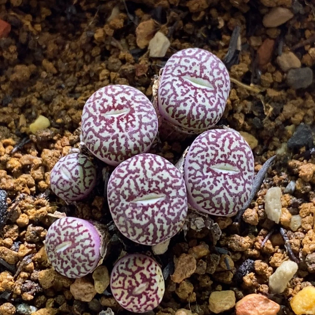 好看好看好看墨好看好看