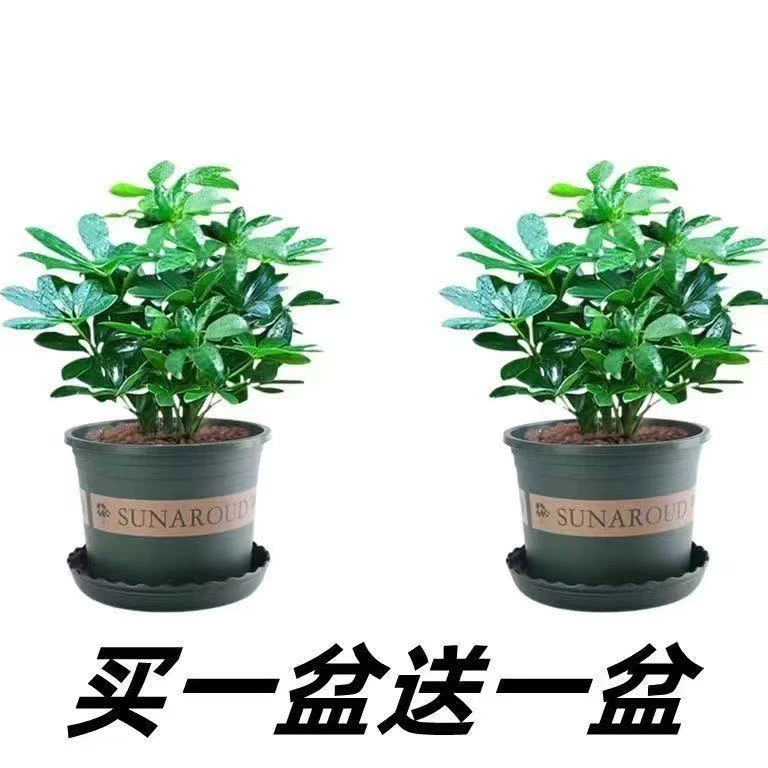 鸭脚木盆栽办公室室内四季绿植净化空气鸭掌木招财树植物