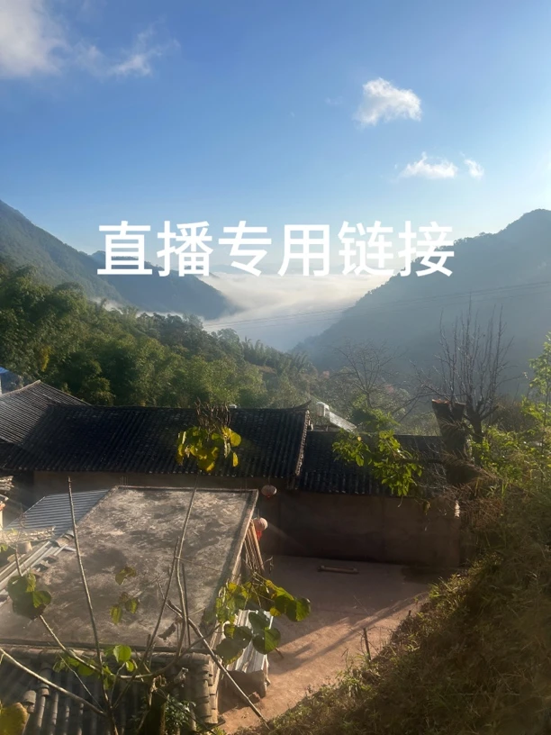 红藤圆叶山乌龟基地直发