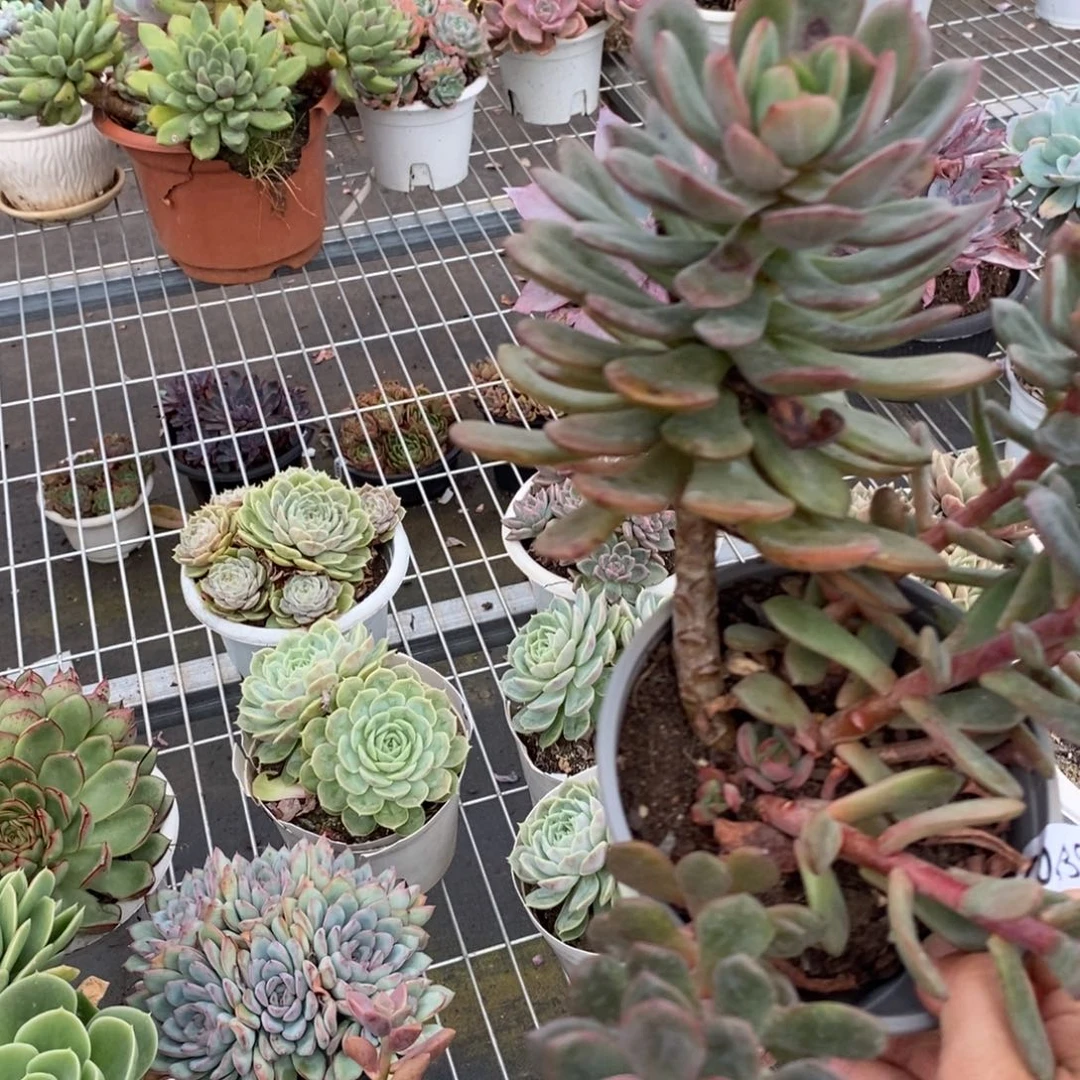 4839花旦一物一拍