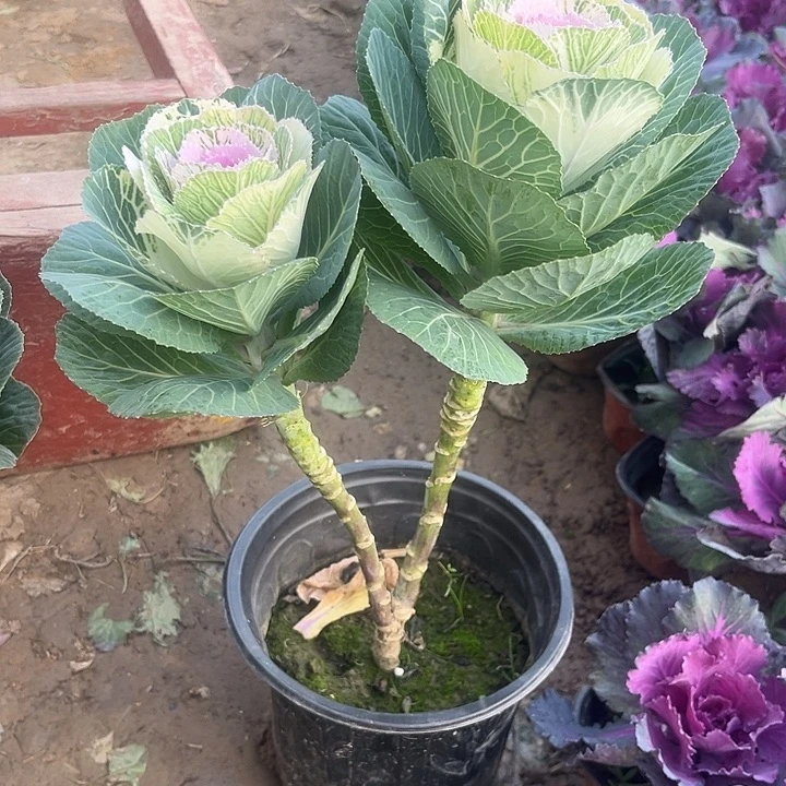 双色玫瑰粉心黄边
