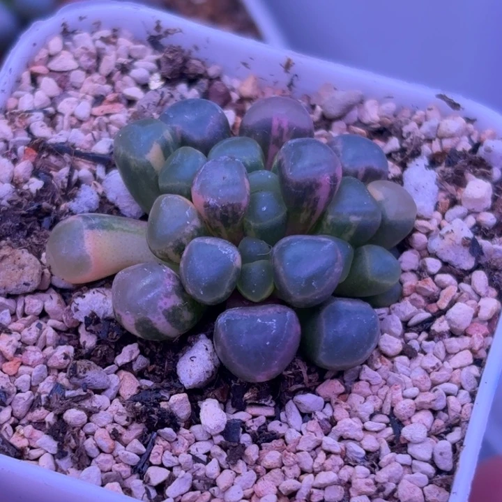 8*928号五十铃玉锦多肉植物锦一物一拍带盆土发货