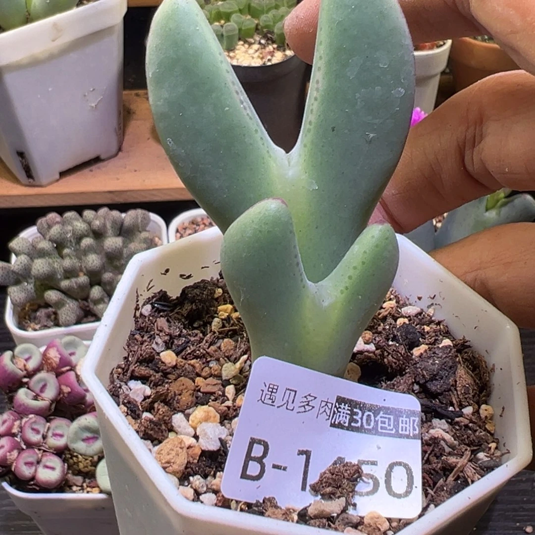 多肉植物111111111111