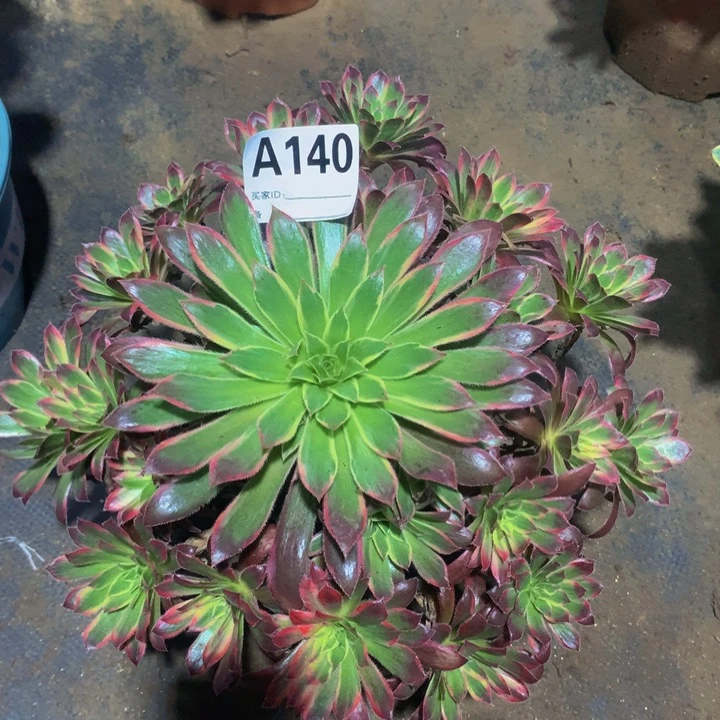 风***烟无花朵惊鸿1400000000000