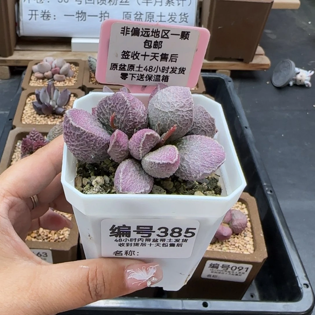 385哈莫猪多肉植物