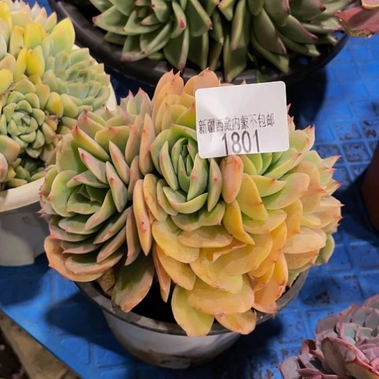 茗*白雪缀1801多肉