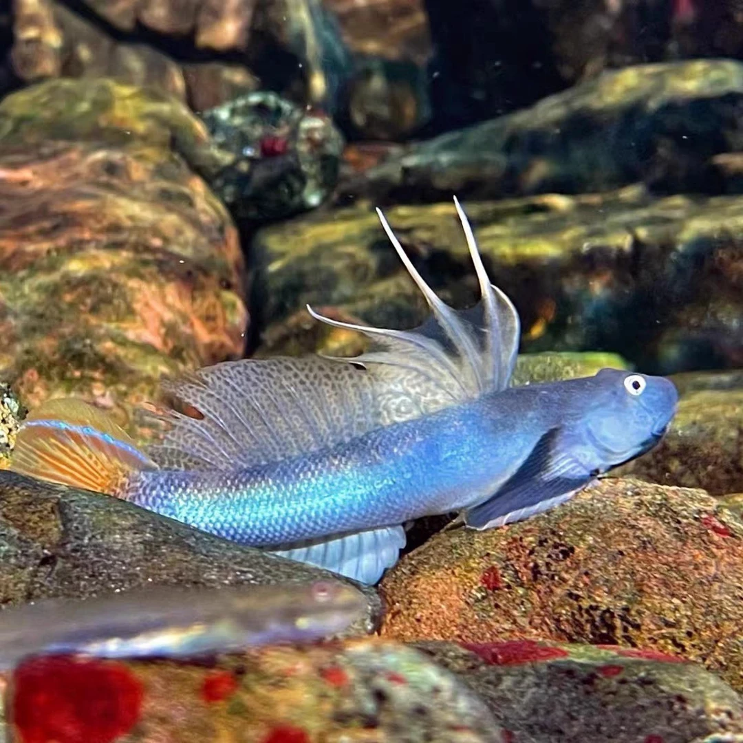 西瓜天使秃头鲨虾虎观赏鱼原生虾虎鱼除藻素食清洁鱼缸冷水饲养