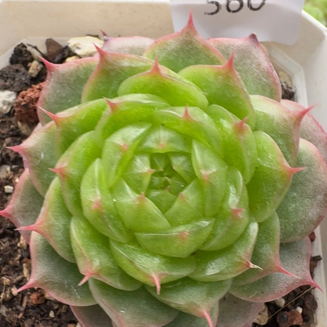 一物一拍一物一拍1109-560