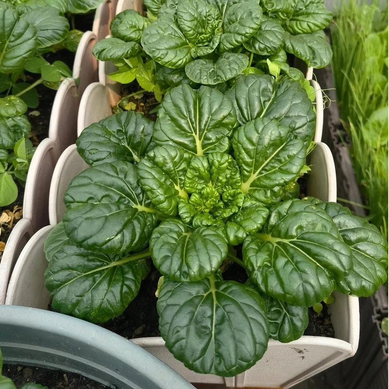 黑妹矮脚苏州青种子庭院阳台种植的青菜种子耐热耐寒四季种植