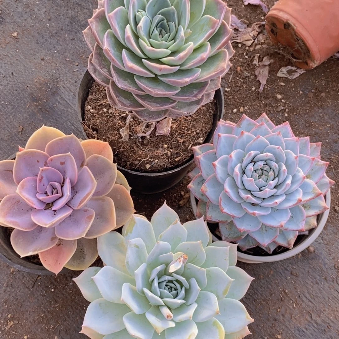 薄叶蓝鸟，粉蓝鸟，紫珍珠，原始哈利沃森大单头各一